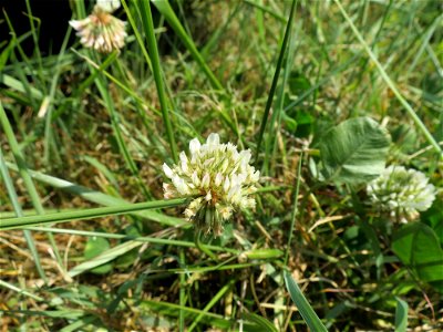Trifolium repens L., 1753