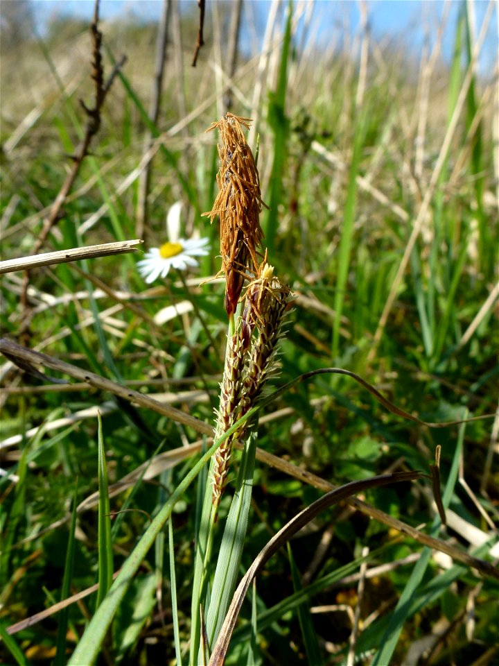 Carex flacca Schreb., 1771
