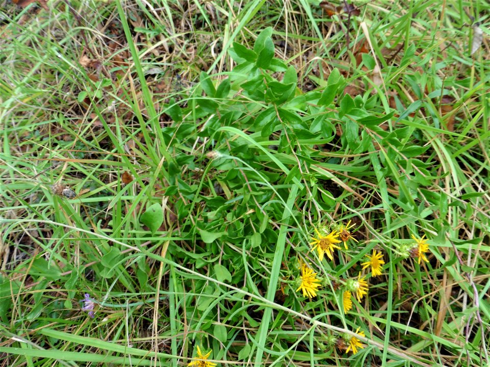 Inula spiraeifolia L., 1759