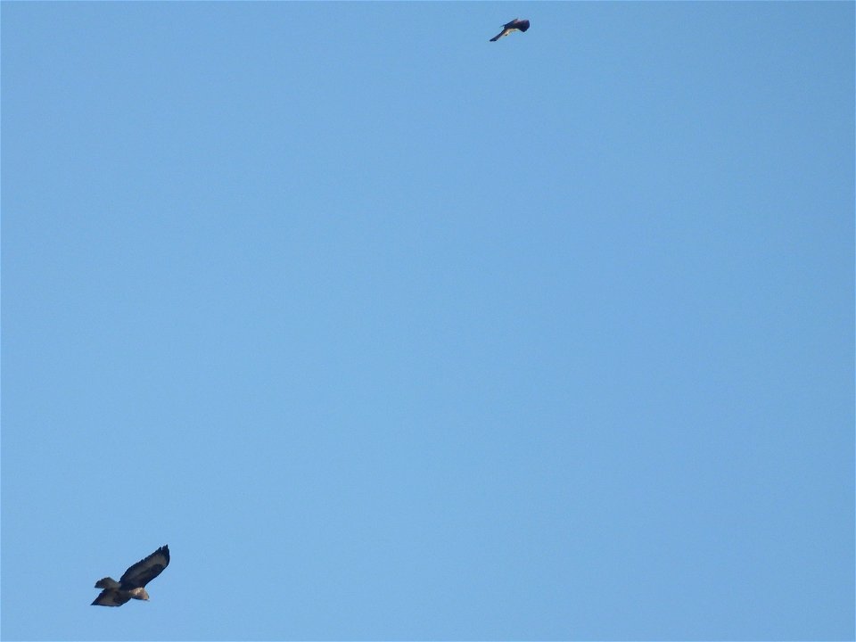 Buizerd en torenvalk