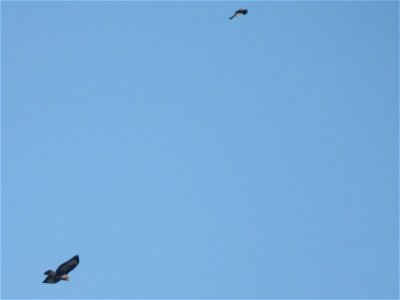 Buizerd en torenvalk