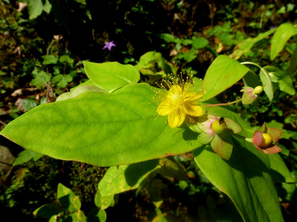 Hypericum androsaemum L., 1753