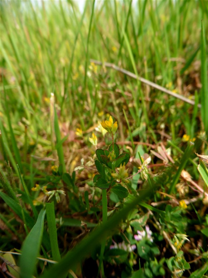 Trifolium micranthum Viv., 1824
