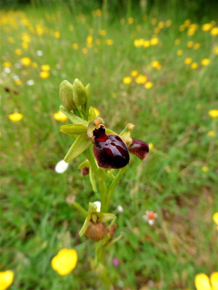 Ophrys passionis Sennen, 1926