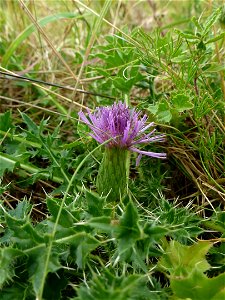 Cirsium acaulon (L.) Scop., 1769