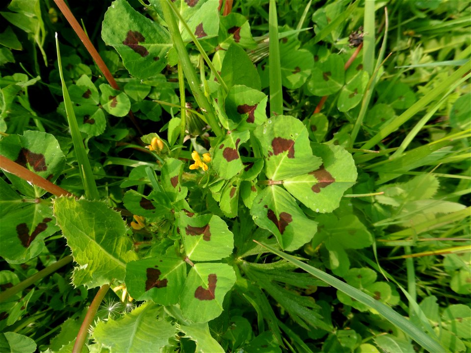 Medicago arabica (L.) Huds., 1762