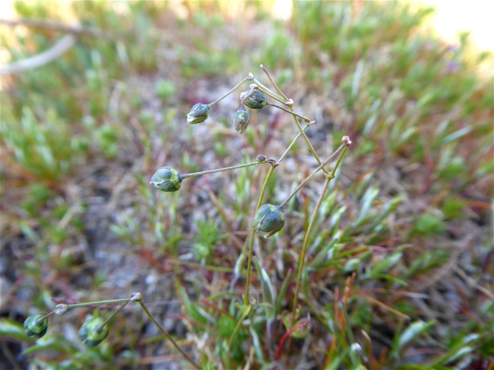Spergula morisonii Boreau, 1847