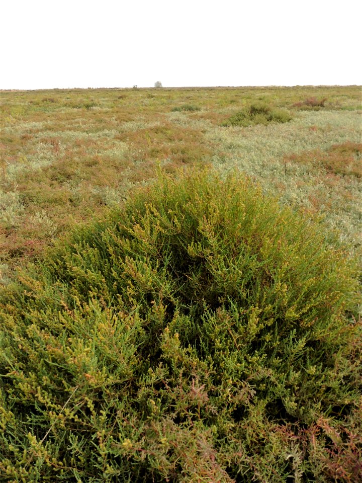 Salicornia fruticosa (L.) L., 1762