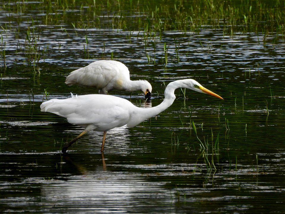 Zilverreiger en lepelaar