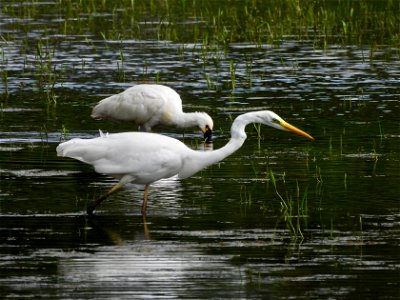 Zilverreiger en lepelaar