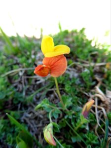 Lotus corniculatus subsp. alpinus (DC.) Rothm., 1963