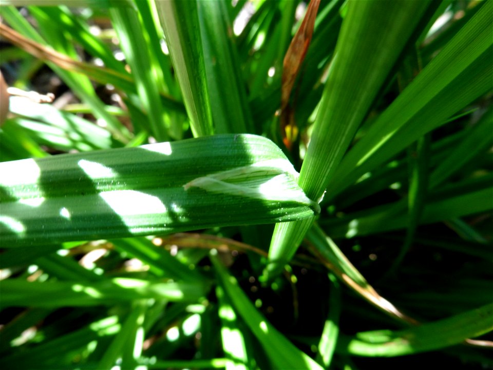 Carex laevigata Sm., 1800