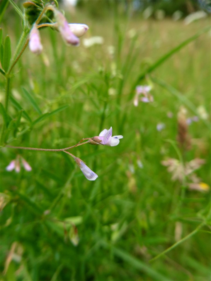 Ervum gracile (Loisel.) DC., 1813