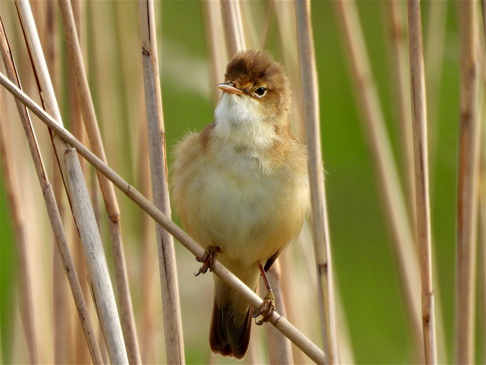 Kleine karekiet