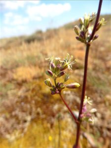 Silene otites (L.) Wibel, 1799