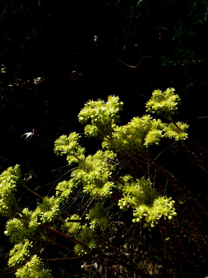 Sedum sediforme (Jacq.) Pau, 1909