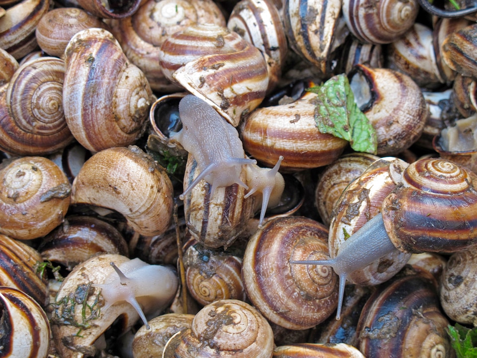 Snails escargot delicacy
