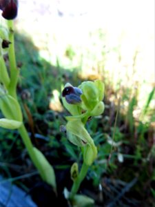 Ophrys funerea Viv., 1824