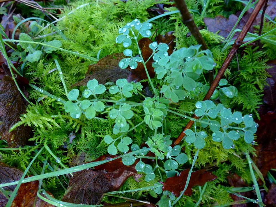 Ceratocapnos claviculata (L.) Lidén, 1984