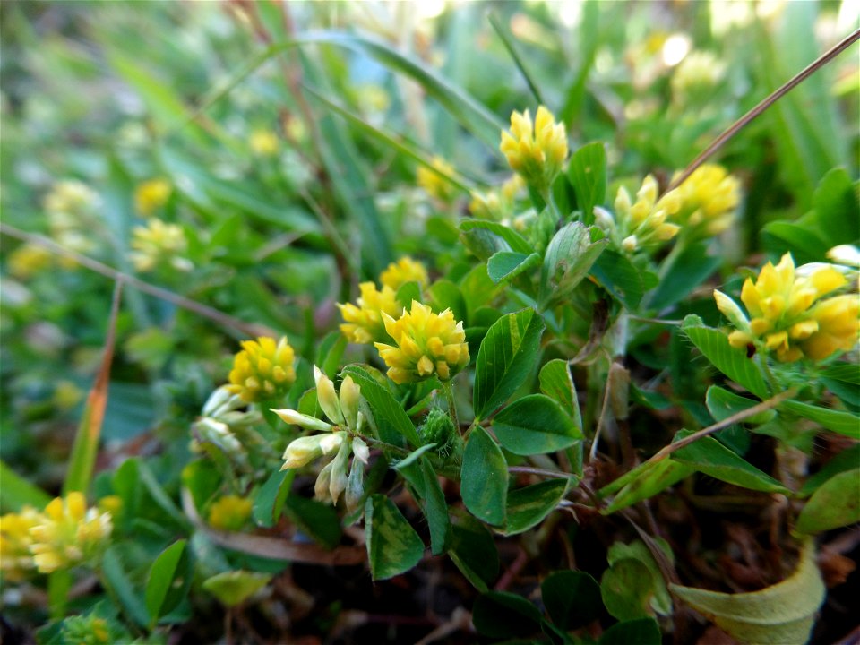 Trifolium dubium Sibth., 1794