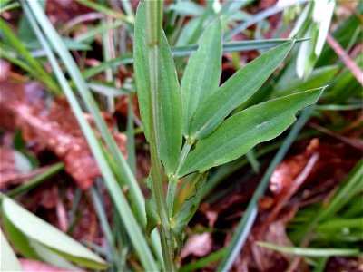 Lathyrus linifolius (Reichard) Bässler, 1971