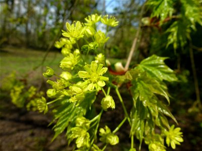 Acer platanoides L., 1753