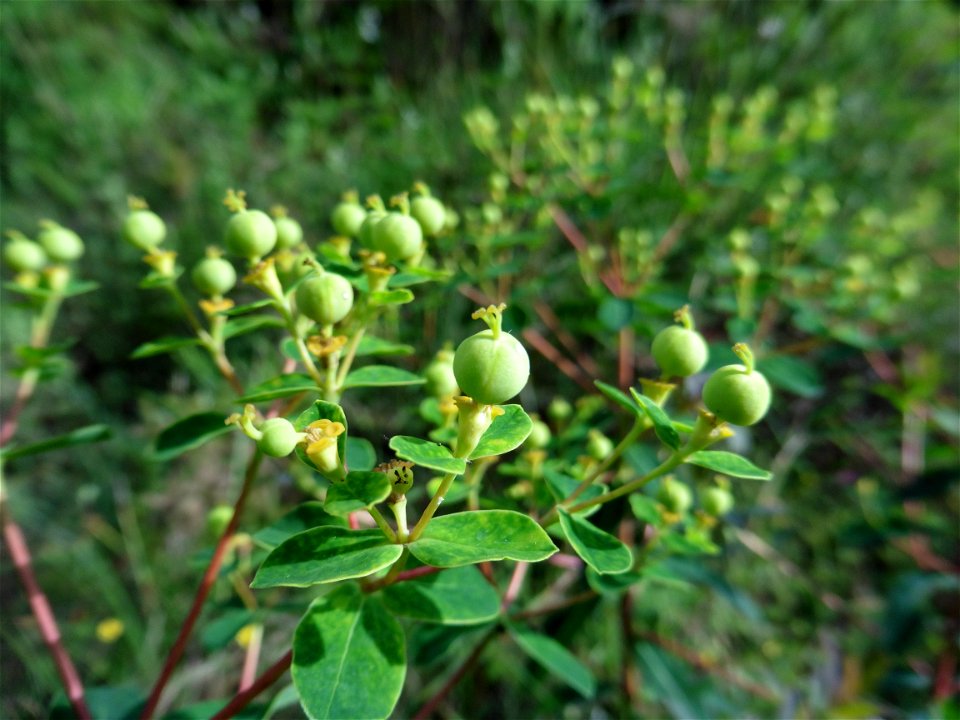 Euphorbia illirica Lam., 1788