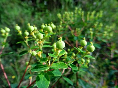 Euphorbia illirica Lam., 1788