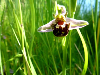 Ophrys apifera Huds., 1762