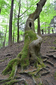Tree forest tree roots