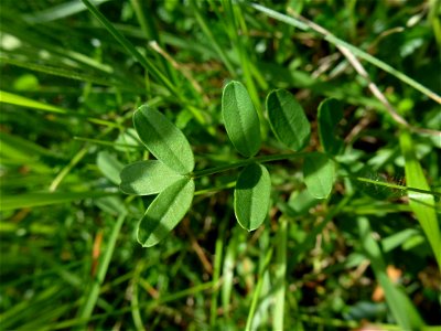 Hippocrepis comosa L., 1753