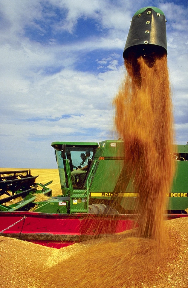 Agriculture corn crop