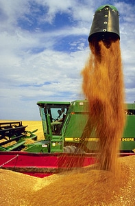 Agriculture corn crop photo