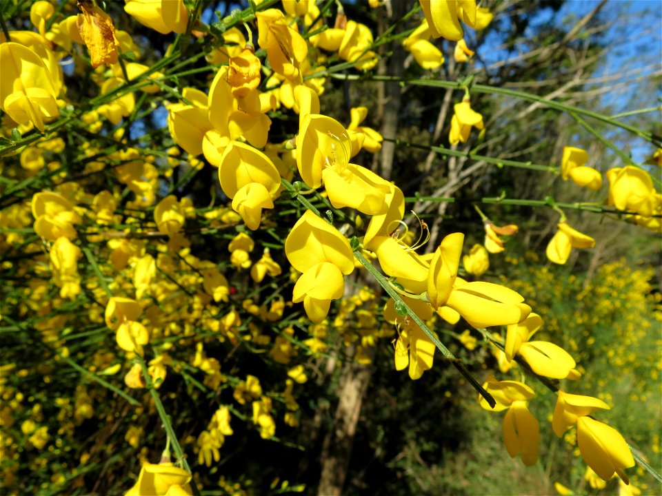 Cytisus scoparius (L.) Link, 1822
