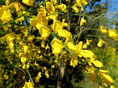 Cytisus scoparius (L.) Link, 1822