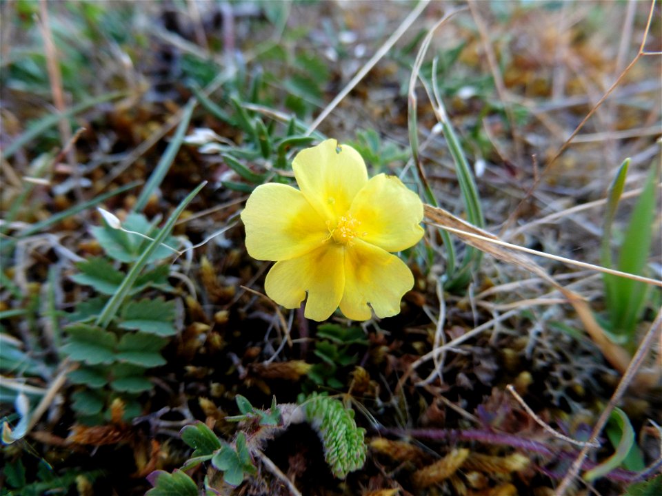 Fumana procumbens (Dunal) Gren. & Godr., 1847