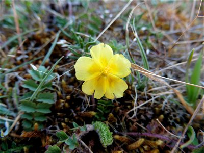 Fumana procumbens (Dunal) Gren. & Godr., 1847