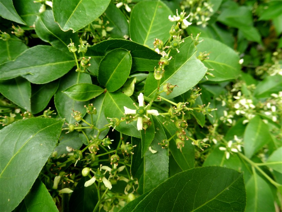 Euonymus europaeus L., 1753