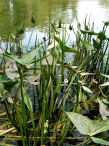 Sagittaria sagittifolia L., 1753
