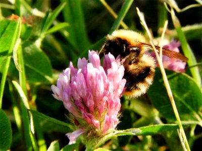 Hommel