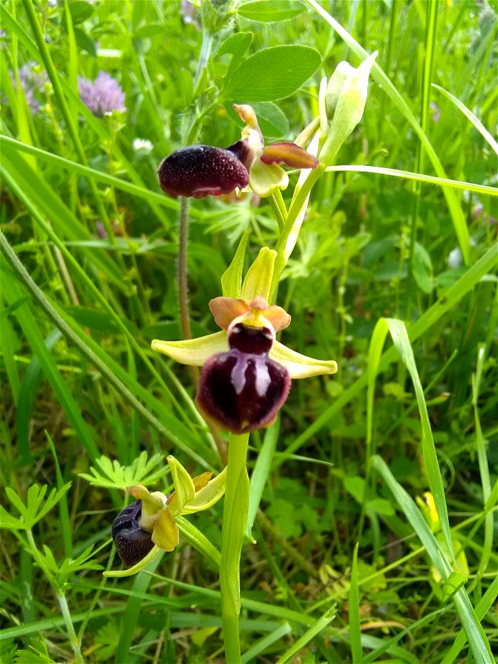Ophrys passionis Sennen, 1926
