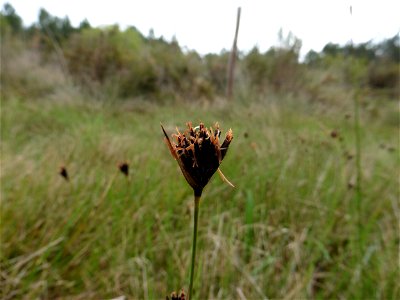 Schoenus nigricans L., 1753