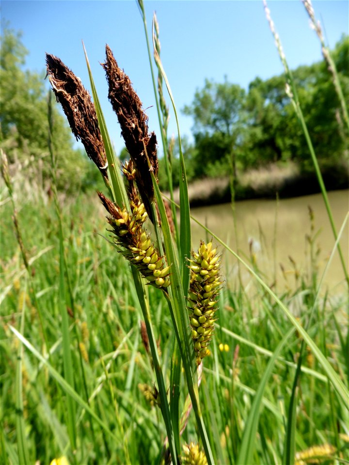 Carex riparia Curtis, 1783