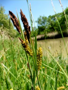 Carex riparia Curtis, 1783