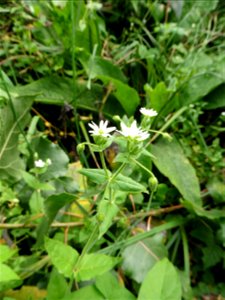 Myosoton aquaticum (L.) Moench, 1794