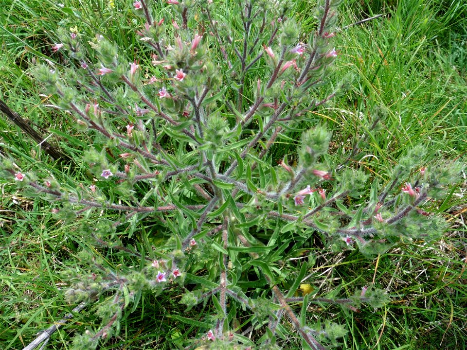 Echium asperrimum Lam., 1792