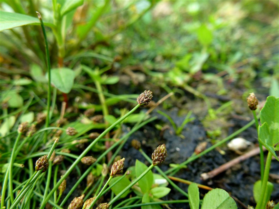 Eleocharis ovata (Roth) Roem. & Schult., 1817