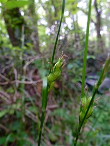 Carex depauperata Curtis ex With., 1787