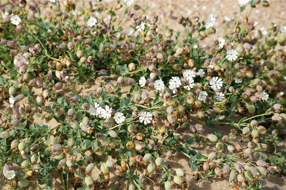 Silene uniflora subsp. thorei (Dufour) Jalas, 1984