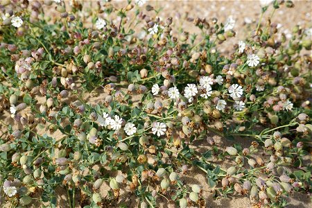 Silene uniflora subsp. thorei (Dufour) Jalas, 1984